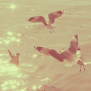 Seagulls over the sea with retro filter effect