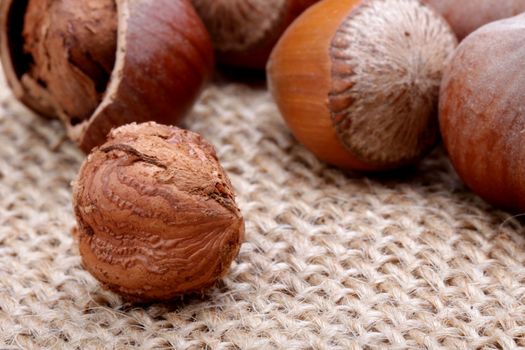 hazelnuts, photo taken in studio
