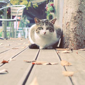 Cute cat lying in the garden with retro filter effect