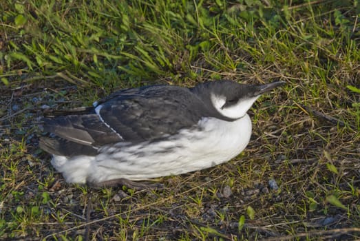 the bird that is an common murre or common guillemot (uria aalge) is detected on the port of halden located far southeast of norway which is not their actual whereabouts and therefore they find no food and starves to death.