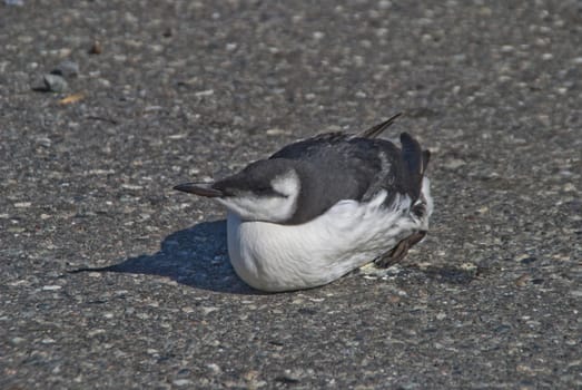 the bird that is an common murre or common guillemot (uria aalge) is detected on the port of halden located far southeast of norway which is not their actual whereabouts and therefore they find no food and starves to death.