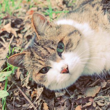 Cute cat in garden with retro filter effect