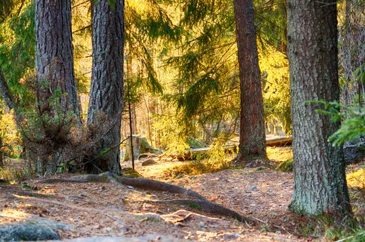 Deep forest in Norway taken in November.