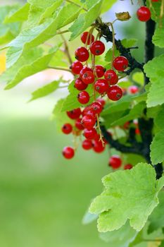 red currant growing in the garden