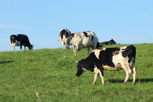 cows on a green pasture
