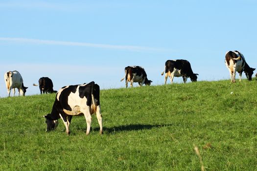 cows on a green pasture