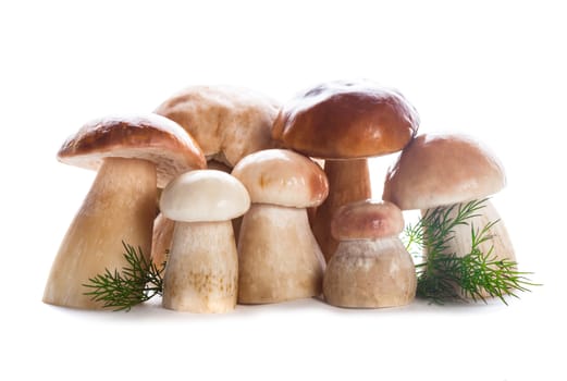 Group of fresh ceps and dill isolated on white background