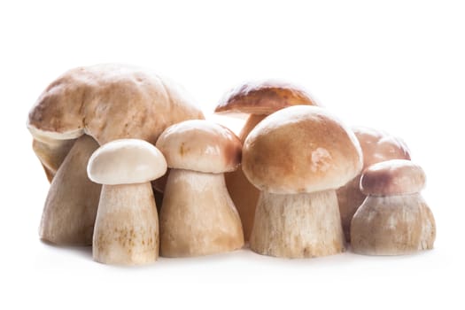 Group of fresh ceps isolated on white background