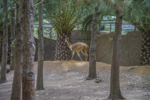 The llama is a South American camelids, widely used as a meat and pack animal. Photo is shot 27/07/2013.