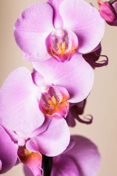 Purple orchid flower very close up as a background