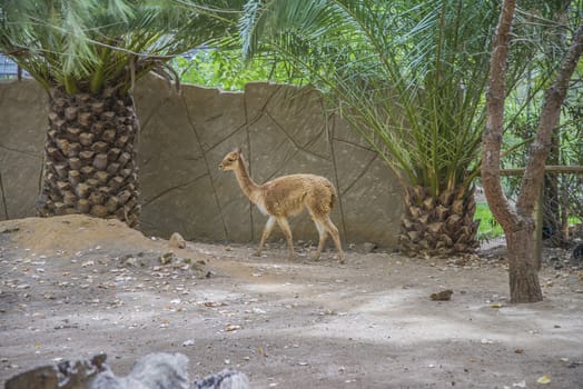 The llama is a South American camelids, widely used as a meat and pack animal. Photo is shot 27/07/2013.