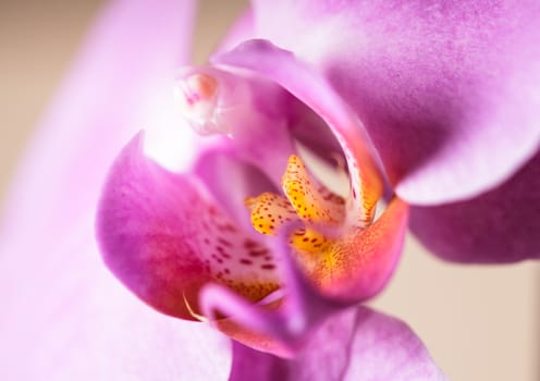 Purple orchid flower very close up as a background