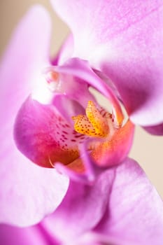 Purple orchid flower very close up as a background