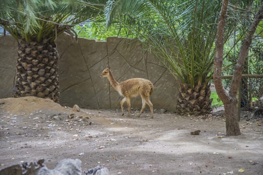 The llama is a South American camelids, widely used as a meat and pack animal. Photo is shot 27/07/2013.