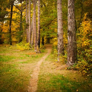 Fall forest and path way between the trees