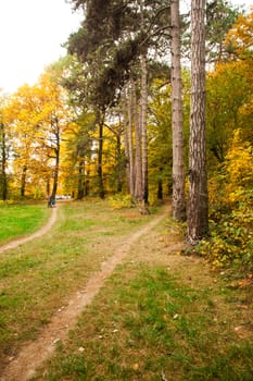 Fall forest and path way between the trees