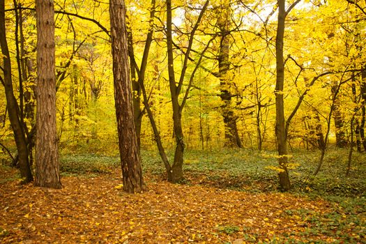 Fall forest and path way between the trees