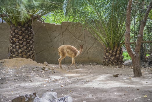 The llama is a South American camelids, widely used as a meat and pack animal. Photo is shot 27/07/2013.