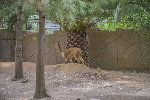 The llama is a South American camelids, widely used as a meat and pack animal. Photo is shot 27/07/2013.