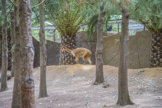 The llama is a South American camelids, widely used as a meat and pack animal. Photo is shot 27/07/2013.