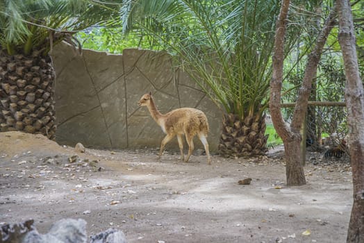 The llama is a South American camelids, widely used as a meat and pack animal. Photo is shot 27/07/2013.