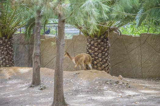 The llama is a South American camelids, widely used as a meat and pack animal. Photo is shot 27/07/2013.