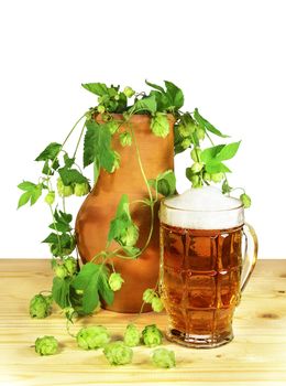Beer still life. Glass of beer with flowers and leaves of hop (Humulus lupulus) in a clay pot on a wooden table. Isolated on a white background.