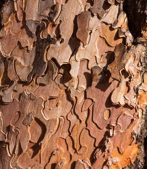 Pine tree trunk bark detail in Grand Canyon Arizona USA