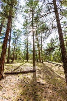 Pine tree forest in Grand Canyon Arizona USA