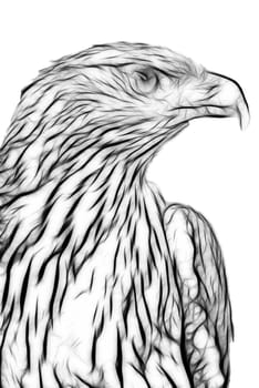 drawing of an eagle.close-up.
