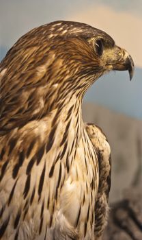 Portrait of an sicilian bald eagle
