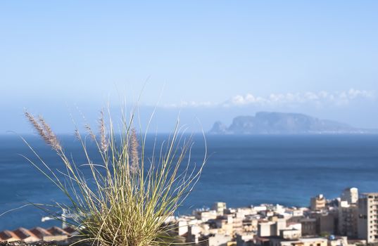 Palermo, town on the coast.ear in the foreground