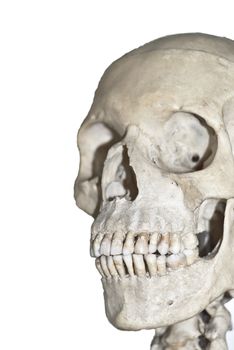 Human skull  isolated on white background
