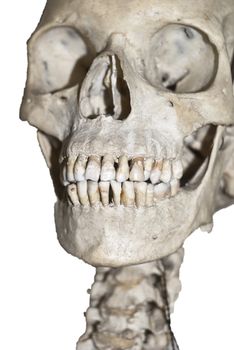Human skull  isolated on white background