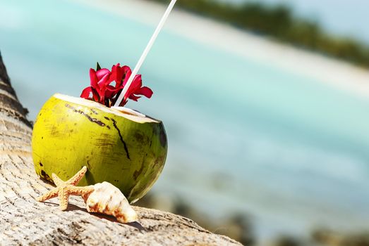 Coconut with drinking straw on a palm tree at the sea 