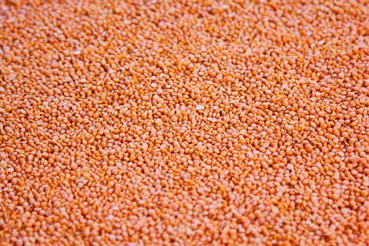 Orange Lentil is generally cook as soup and salad