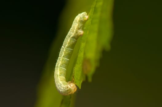 Operophtera cf. brumata