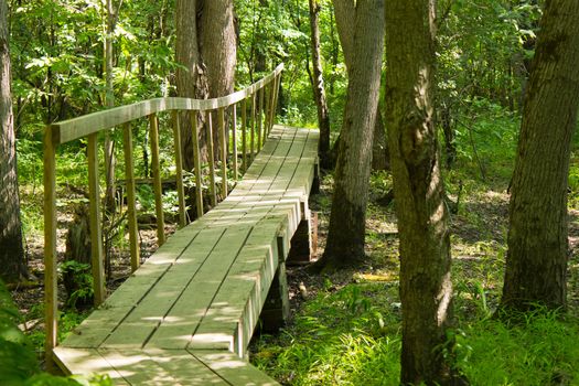 Wooden bridge on a hiking trail in the forest