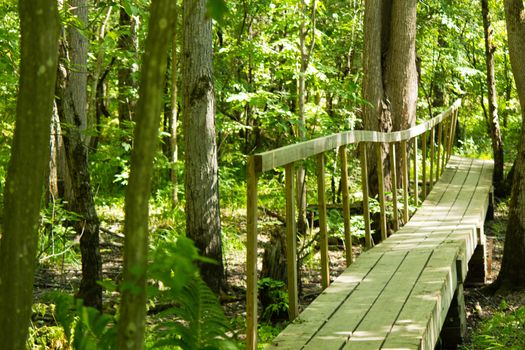 Wooden bridge on a hiking trail in the forest