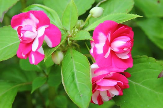 small pink and white flowers