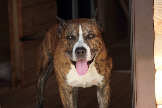 Staffordshire Terrier with piercing eyes