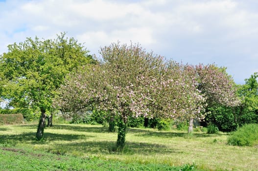 Tree in a field 