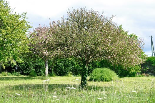 Tree in a field 