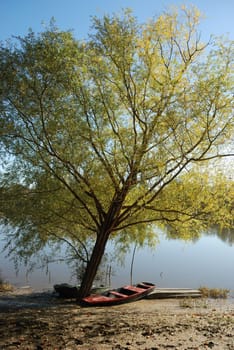 Tree near a pond