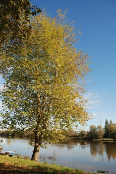 Tree near a pond
