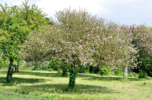 Tree in a field 
