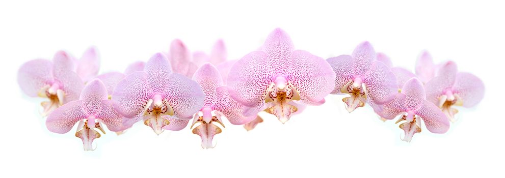 Beautiful garland made from lot of pink orchid flowers