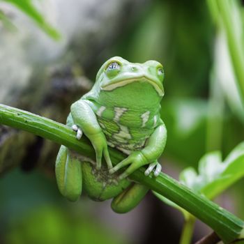 Green monkey frog in forest