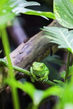 Green monkey tree frog in forest