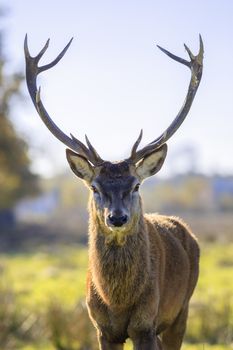 Portrait of majestic powerful adult red deer stag in Autumn